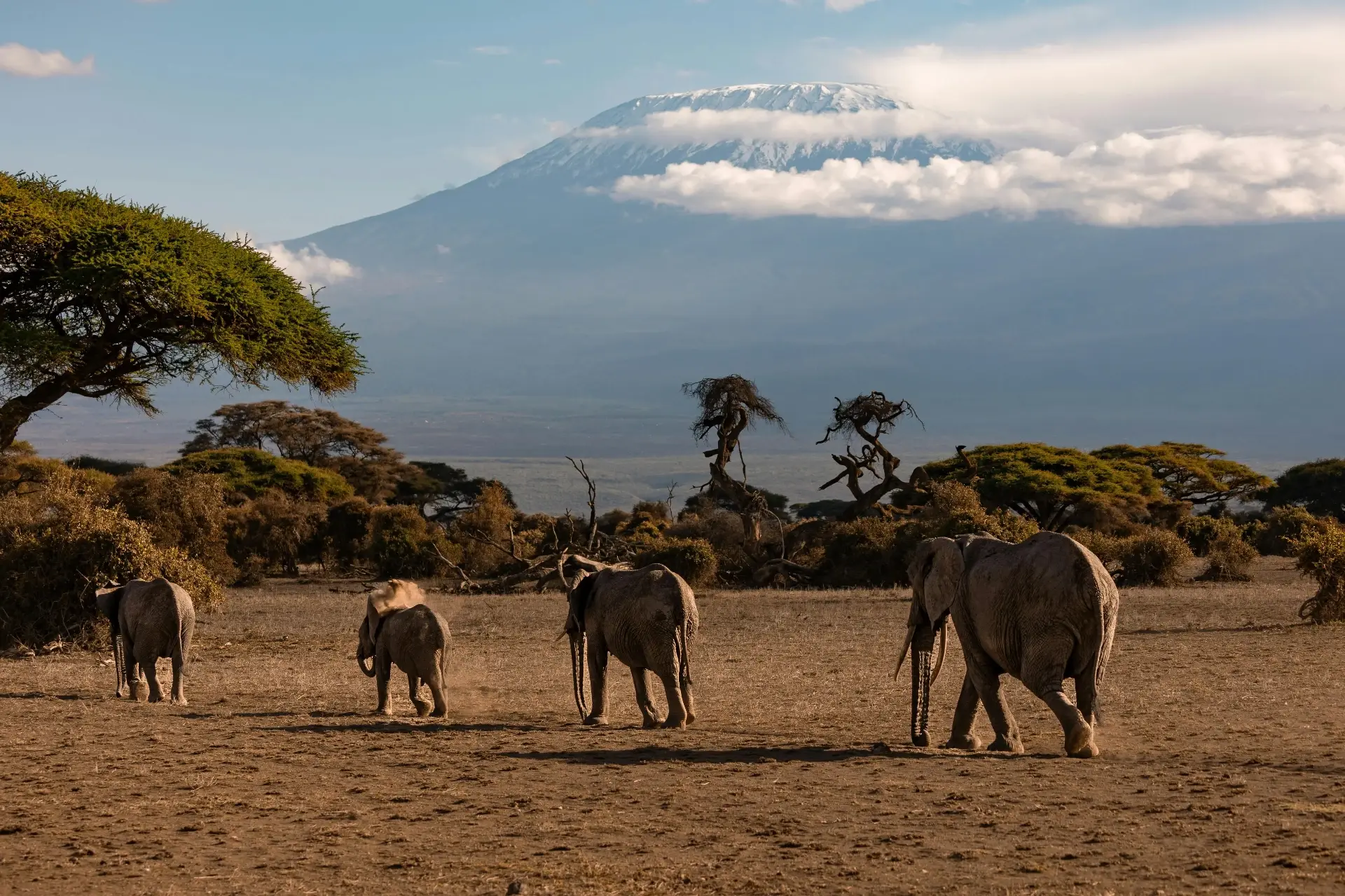 Elephant family crossing the savannah beneath Mount Kilimanjaro