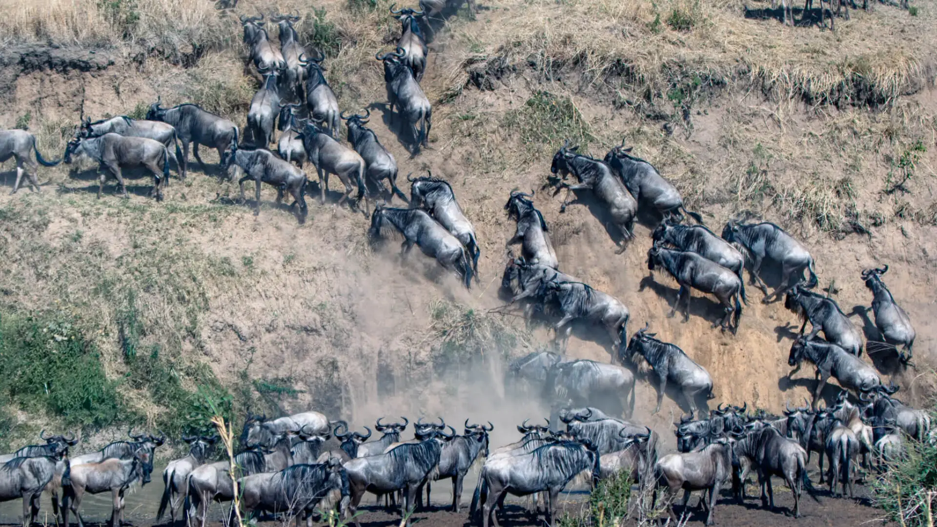 Aerial view of wildebeest scrambling up a Mara riverbank