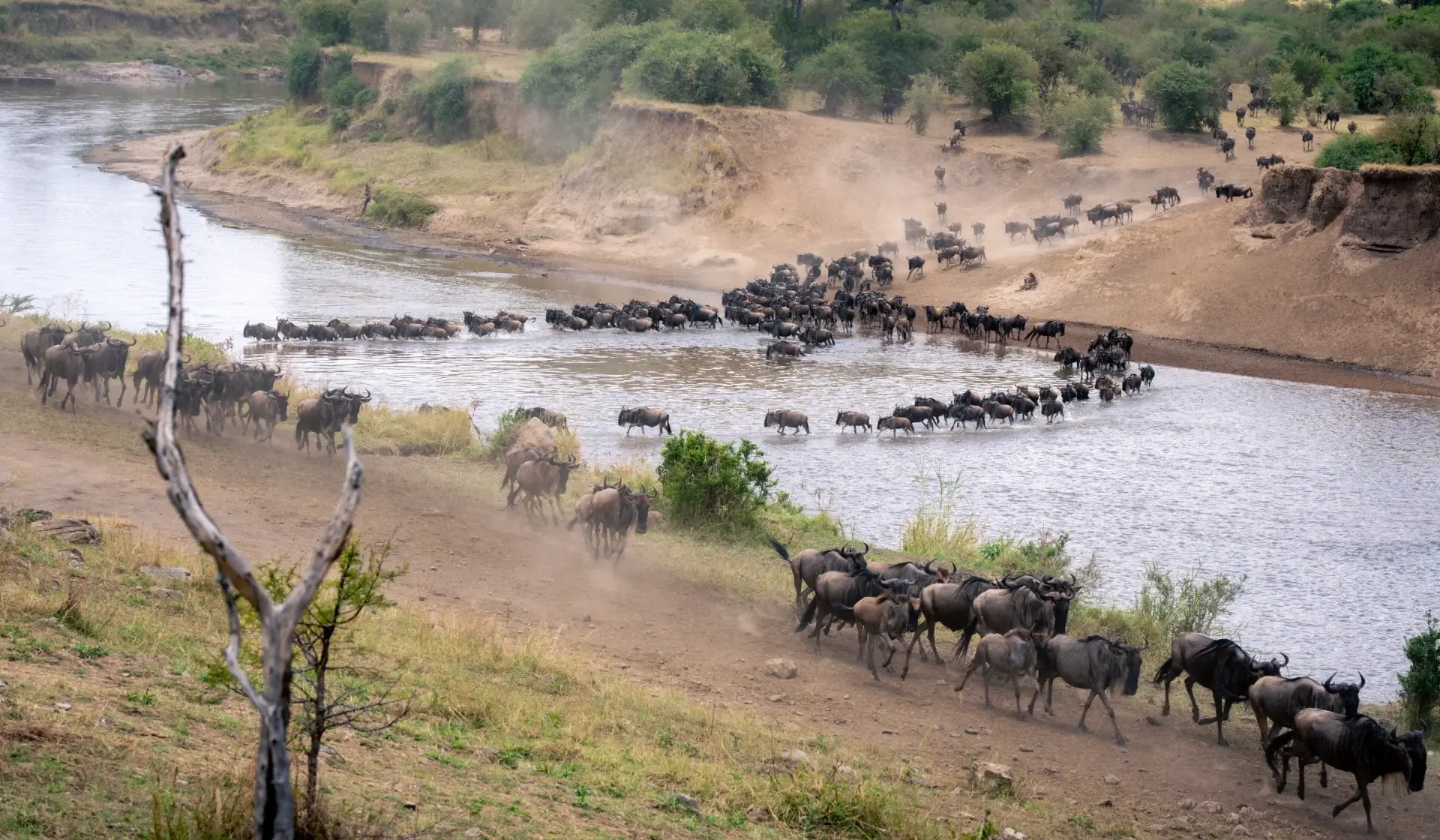 Great migration herd thundering across the Mara River