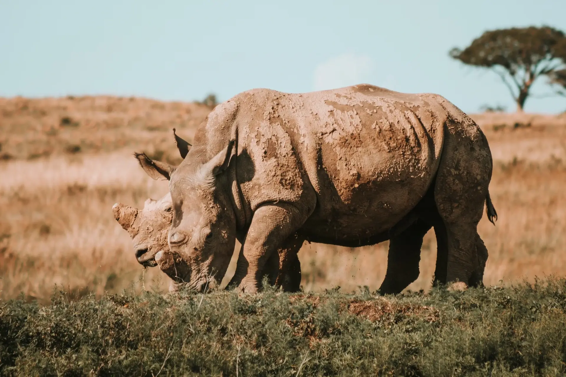 Ngorongoro — A world inside a crater